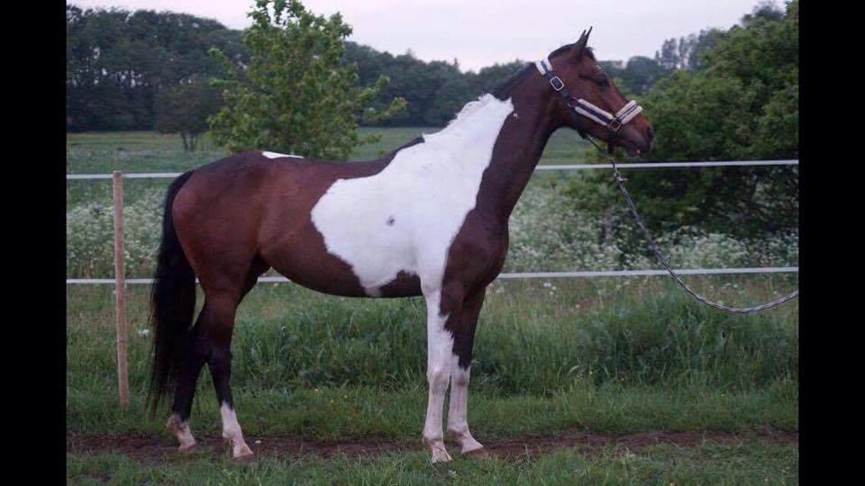 Pinto Irish Dancer  billede 7