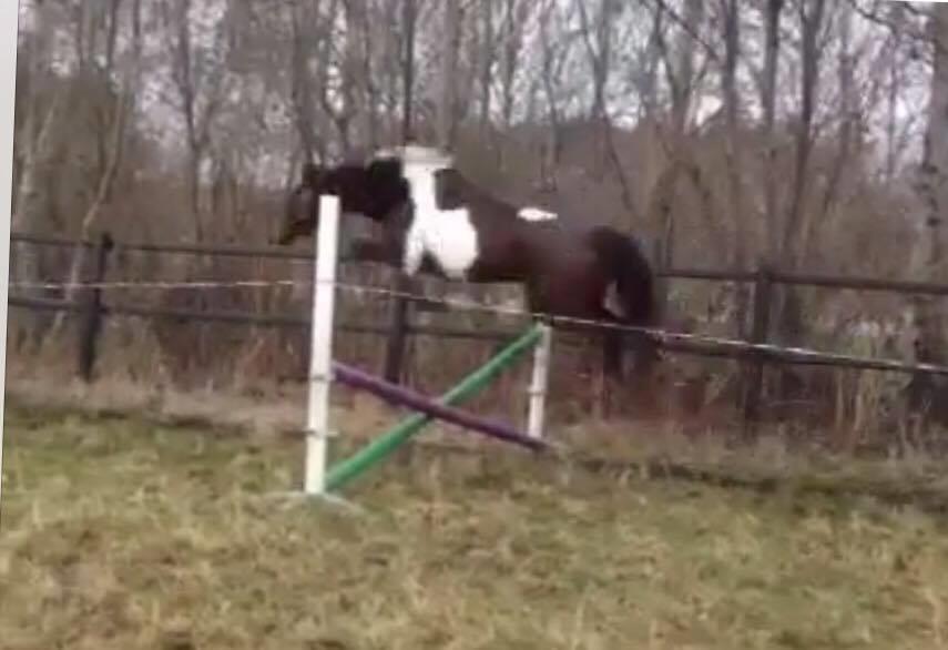 Pinto Irish Dancer  billede 8