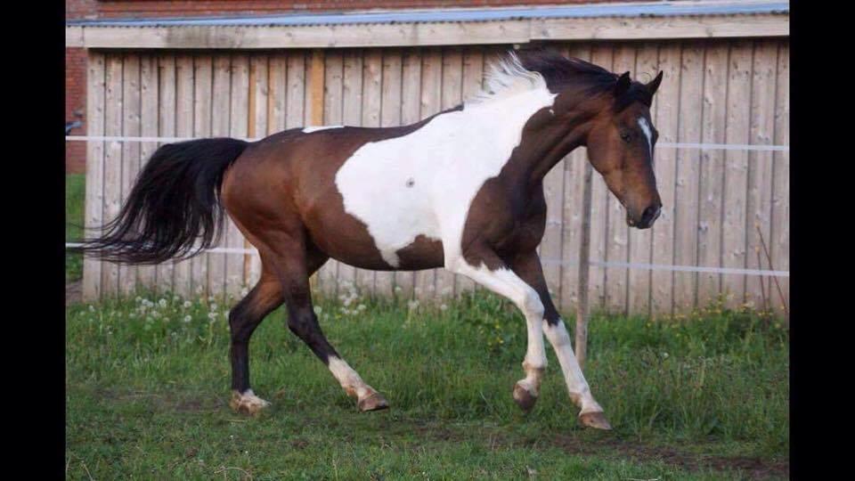 Pinto Irish Dancer  billede 6