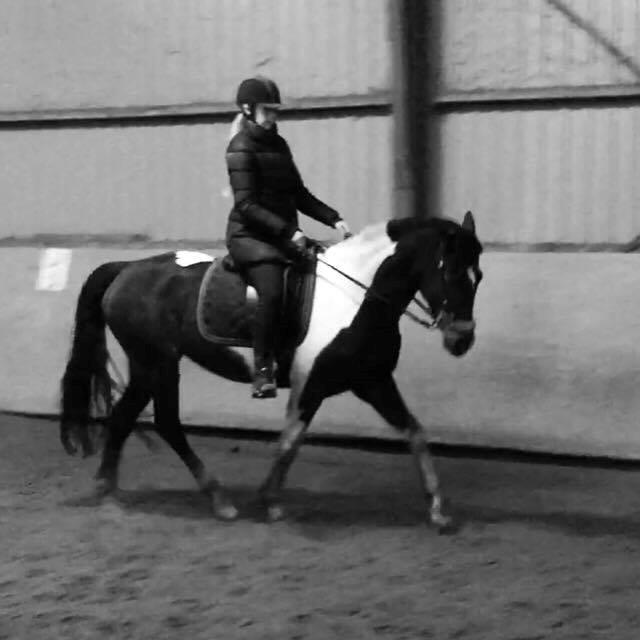 Pinto Irish Dancer  billede 4