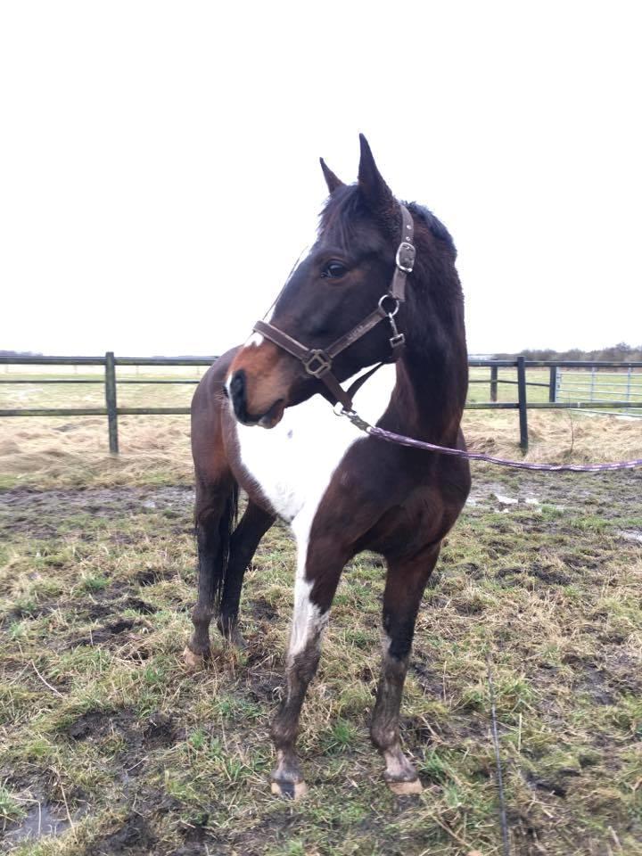 Pinto Irish Dancer  billede 12