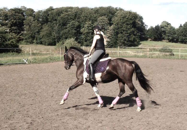 Pinto Irish Dancer  billede 13