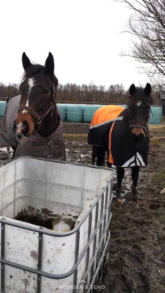 Pinto Irish Dancer  billede 17