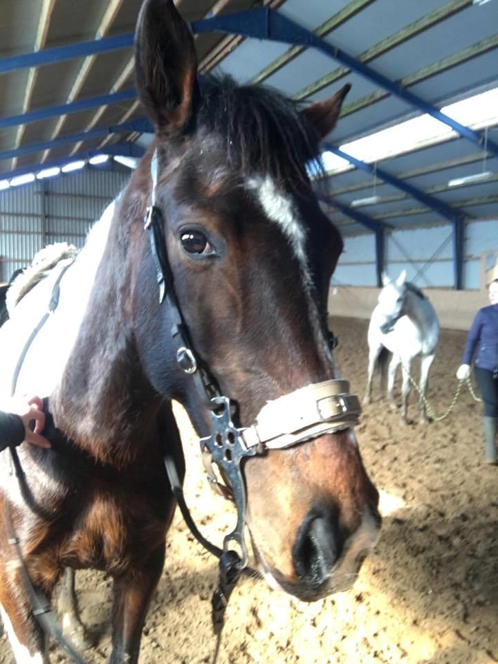 Pinto Irish Dancer  billede 20