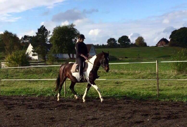 Pinto Irish Dancer  billede 19