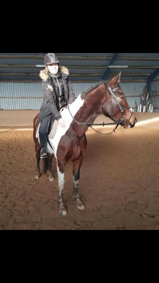 Pinto Irish Dancer  billede 18