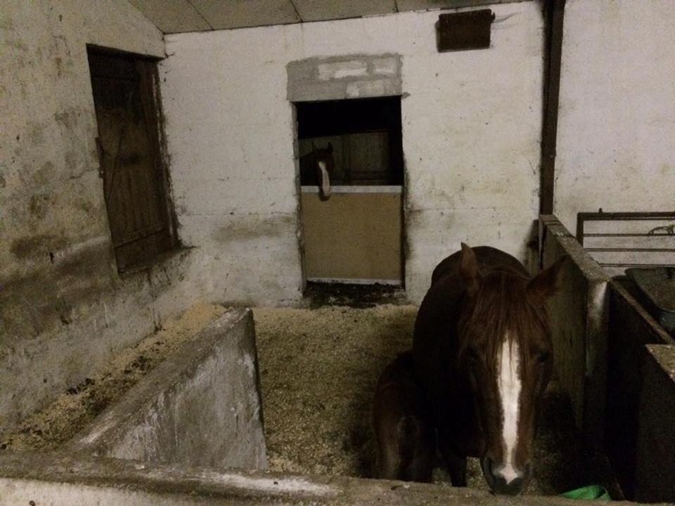 DSP Amalie billede 16