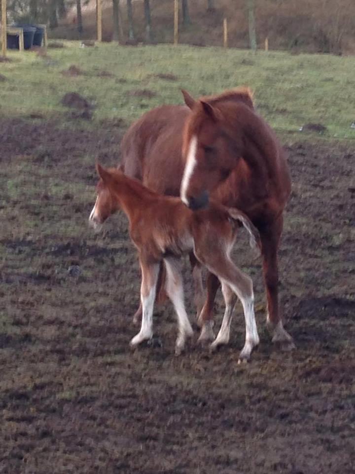 DSP Amalie billede 10