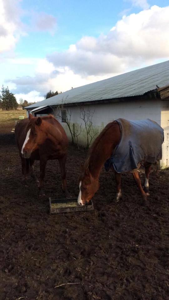 DSP Amalie billede 18