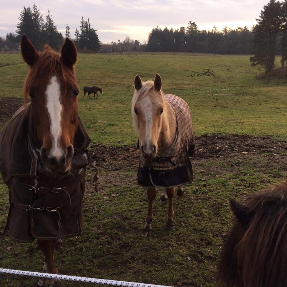 DSP Amalie billede 13