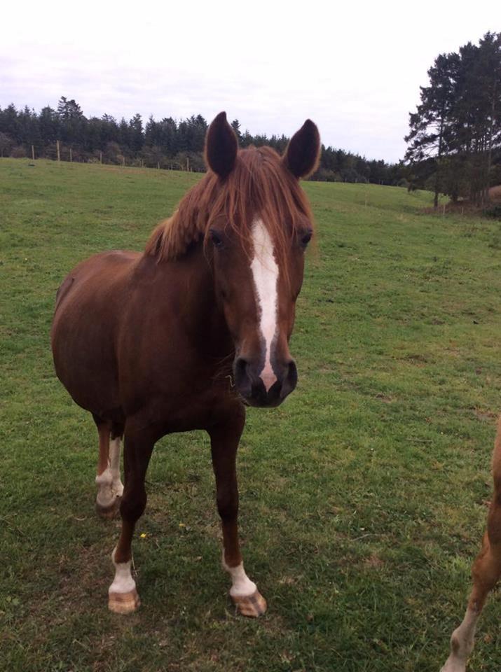 DSP Amalie billede 14