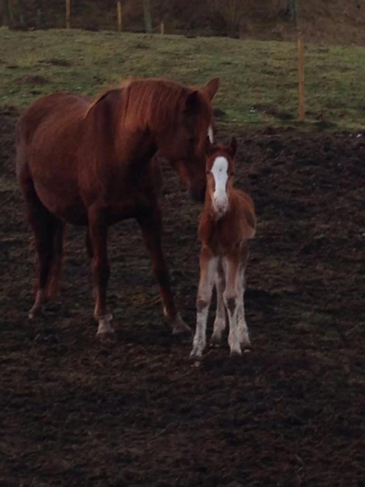 DSP Amalie billede 11