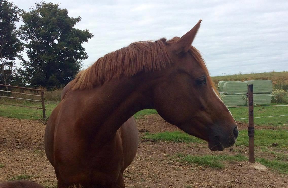 DSP Amalie billede 8