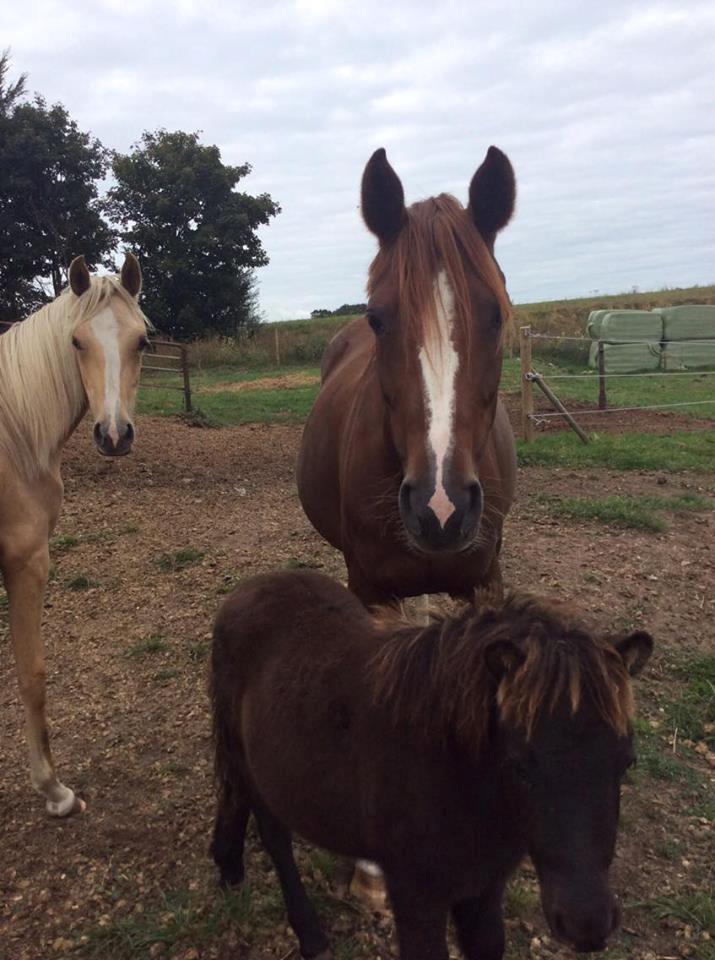 DSP Amalie billede 12