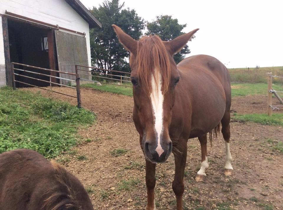 DSP Amalie billede 17