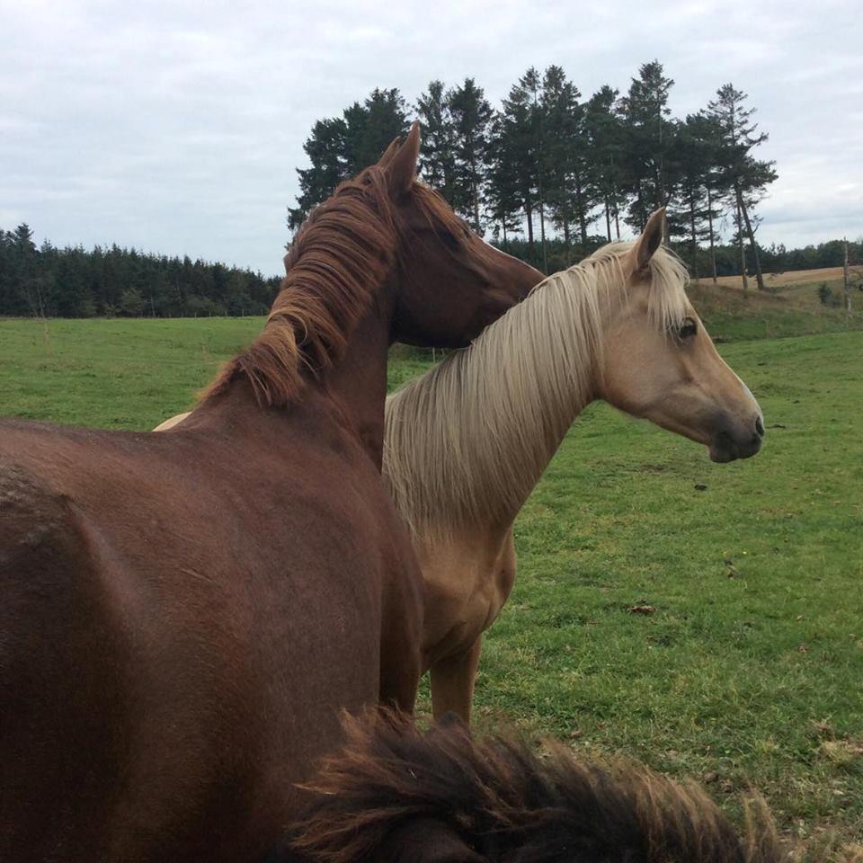 DSP Amalie billede 9