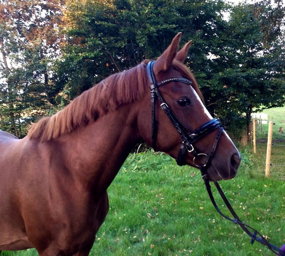 DSP Amalie billede 6