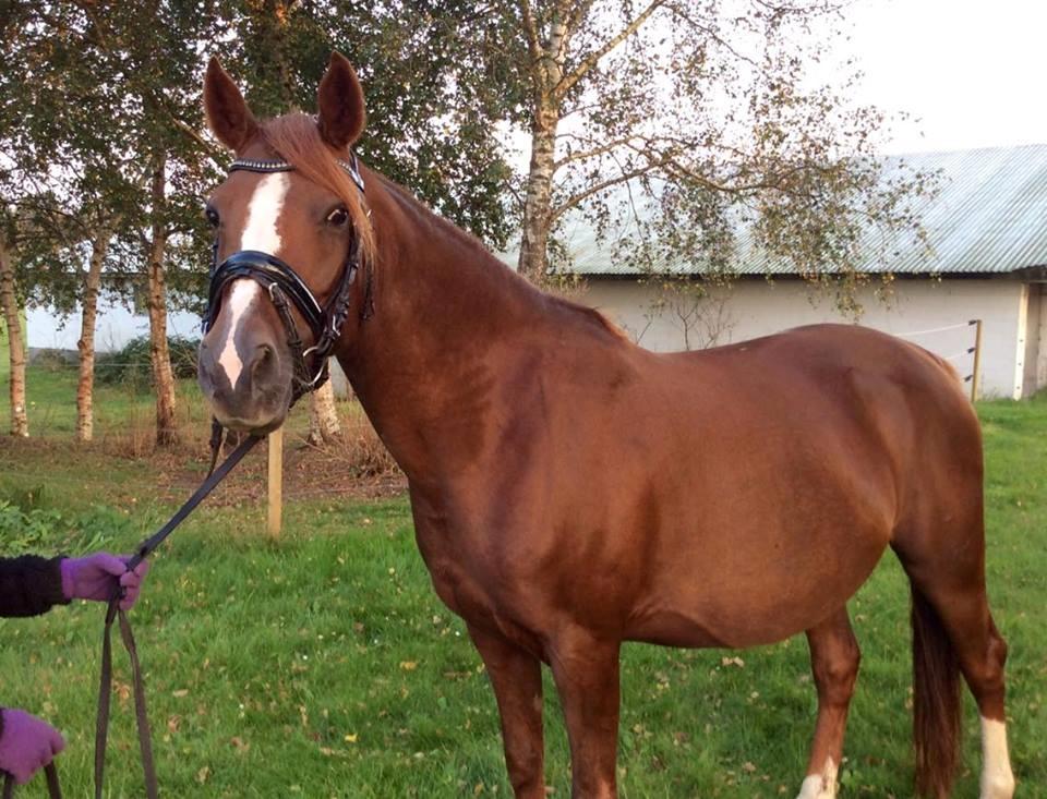 DSP Amalie billede 2