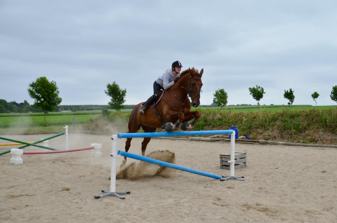 Dansk Varmblod Delight billede 19