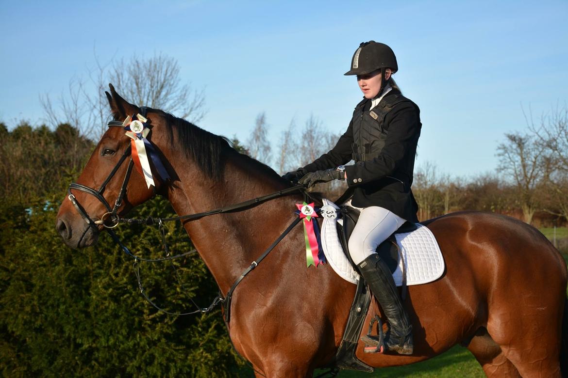 Dansk Varmblod Calaz billede 3