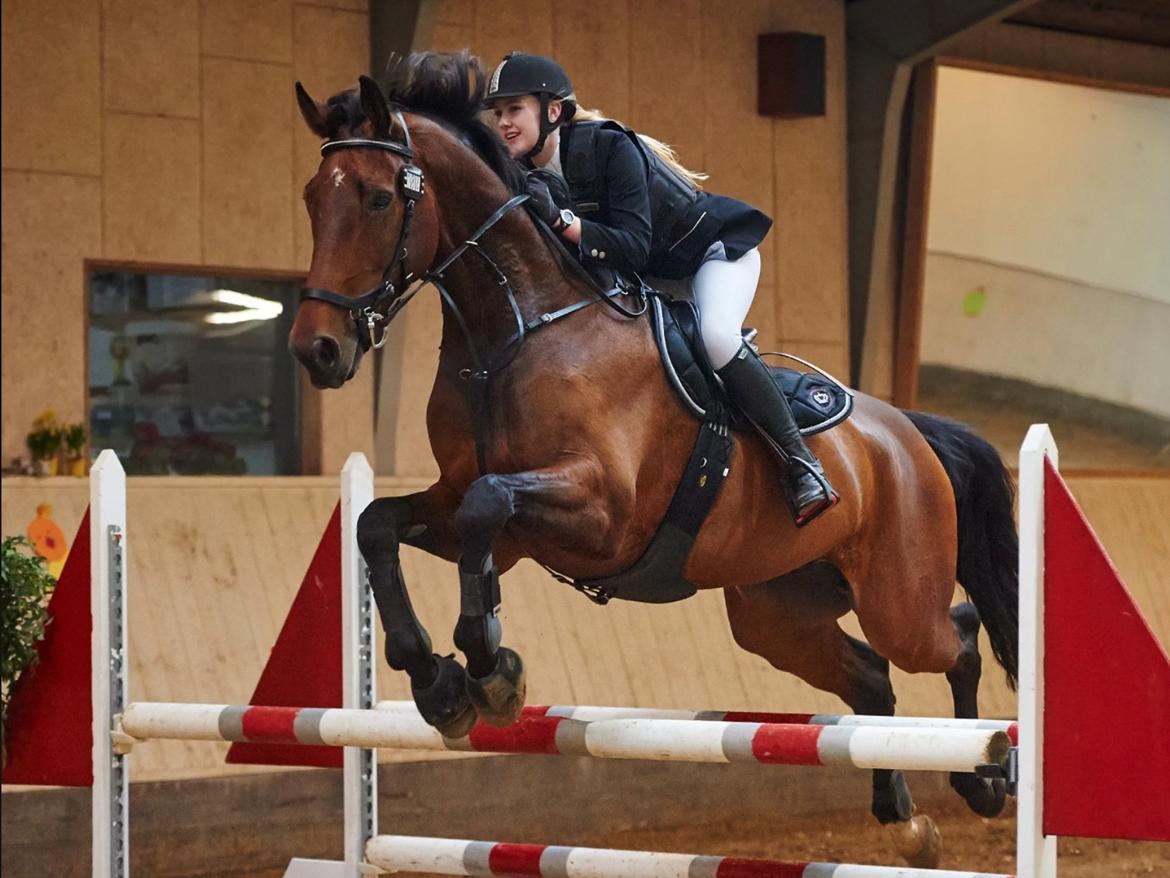 Dansk Varmblod Calaz billede 1