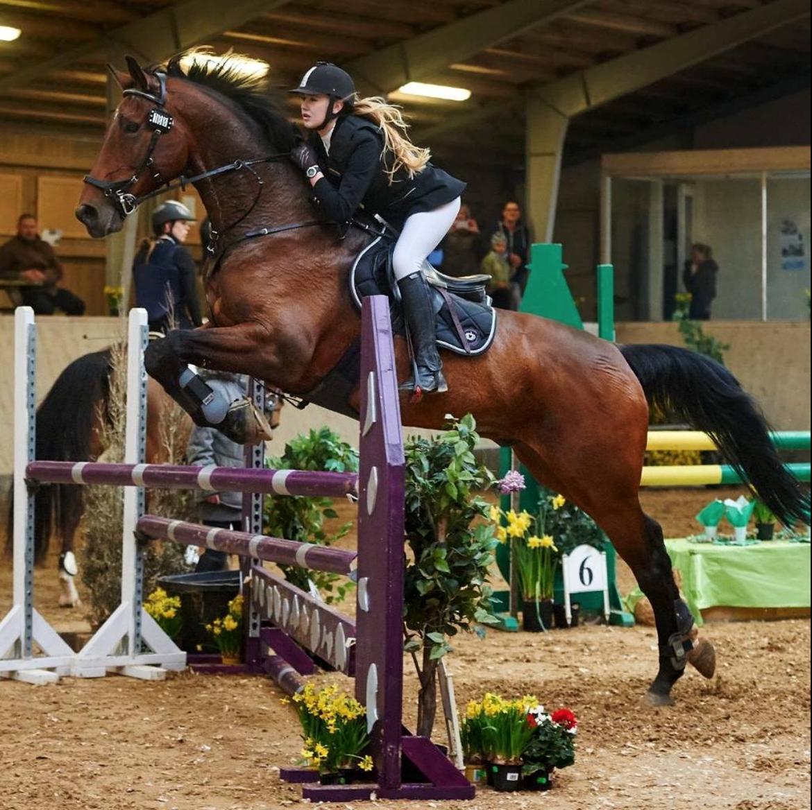 Dansk Varmblod Calaz billede 2