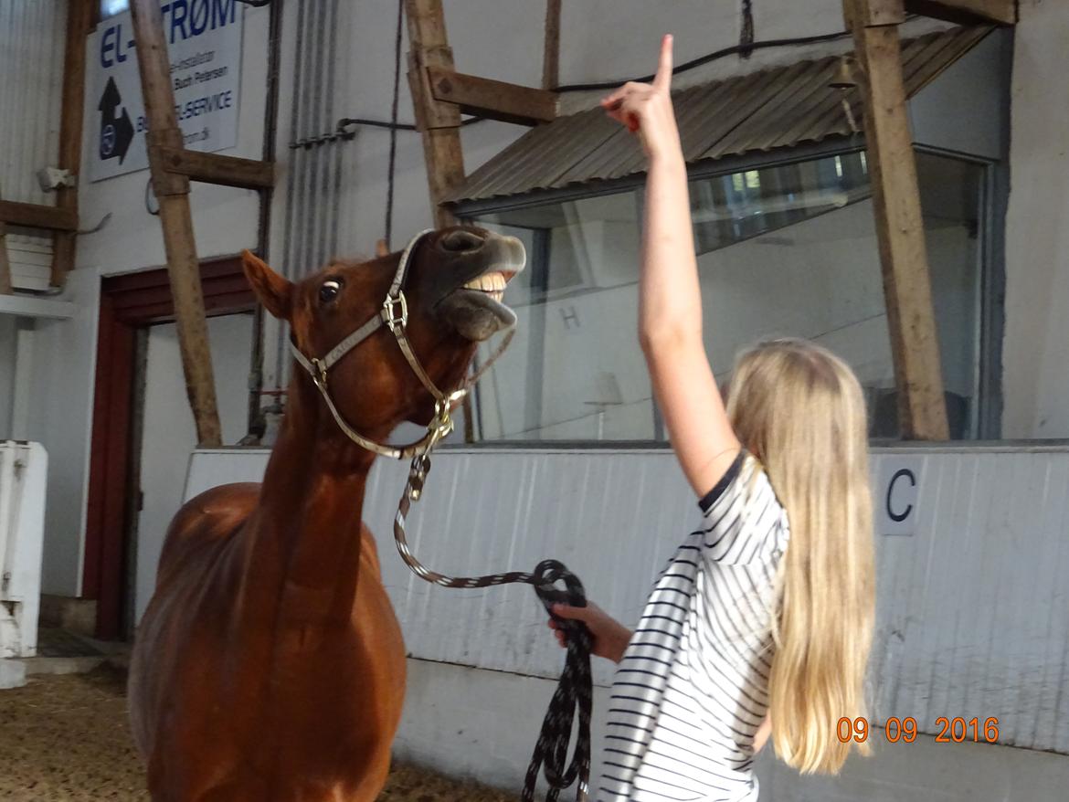 New Forest /DSP HOPPESGÅRD SEBASTAN (Solgt) billede 18