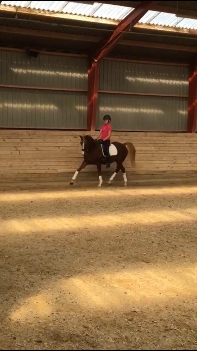 Welsh Partbred (Sec F) Madonna billede 17