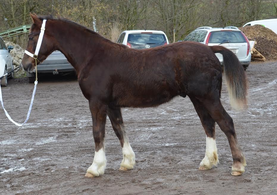 Welsh Cob (sec D) Møllegydens Brego billede 3