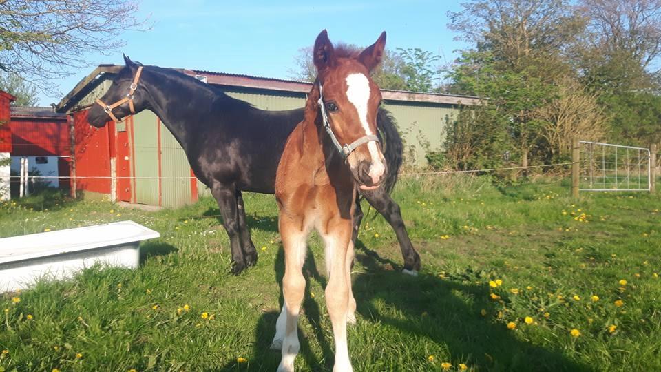 Welsh Cob (sec D) Møllegydens Brego billede 4