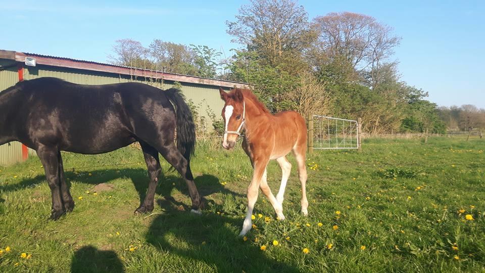 Welsh Cob (sec D) Møllegydens Brego billede 5