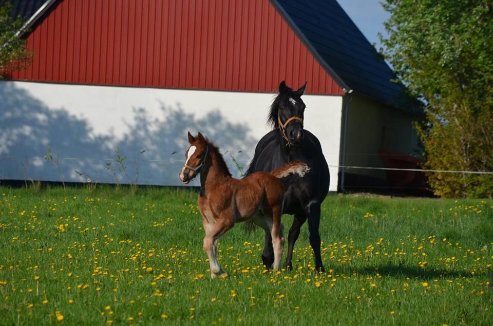 Welsh Cob (sec D) Møllegydens Brego billede 6