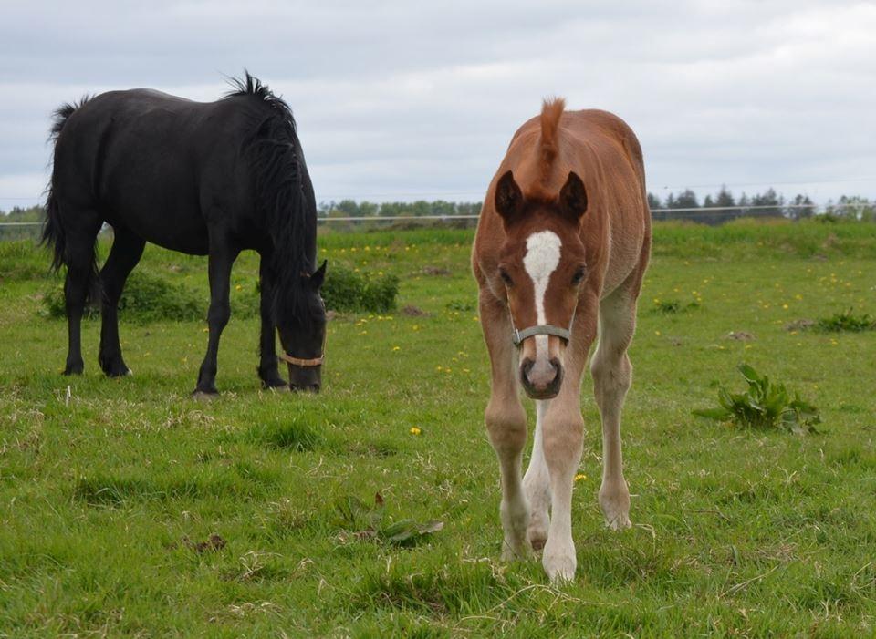 Welsh Cob (sec D) Møllegydens Brego billede 7