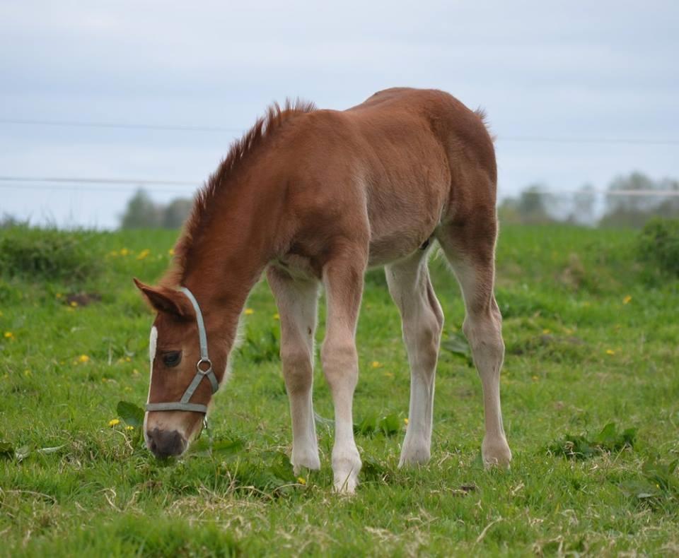 Welsh Cob (sec D) Møllegydens Brego billede 8