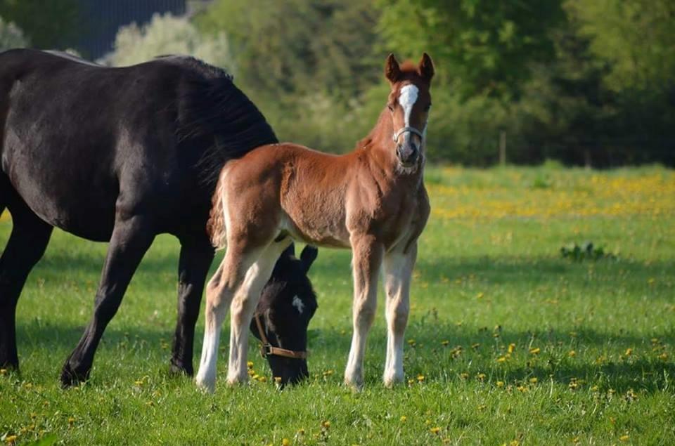 Welsh Cob (sec D) Møllegydens Brego billede 9