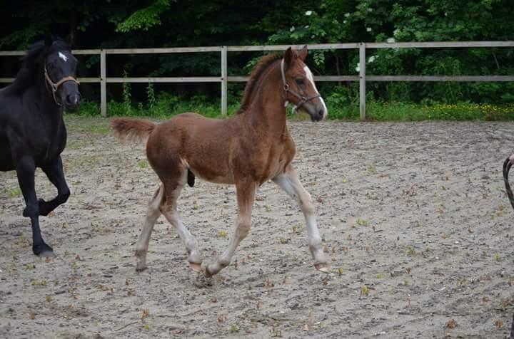 Welsh Cob (sec D) Møllegydens Brego billede 10