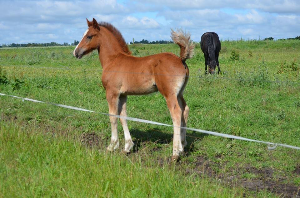 Welsh Cob (sec D) Møllegydens Brego billede 11