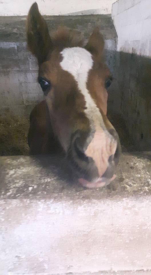 Welsh Cob (sec D) Møllegydens Brego billede 12