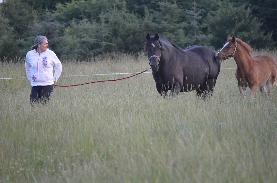 Welsh Cob (sec D) Møllegydens Brego billede 13