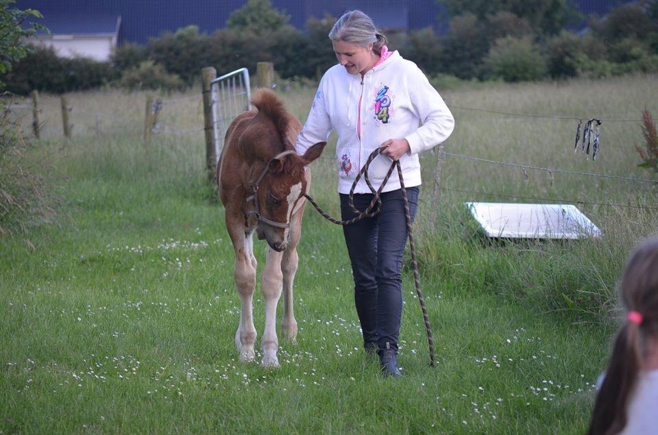 Welsh Cob (sec D) Møllegydens Brego billede 14