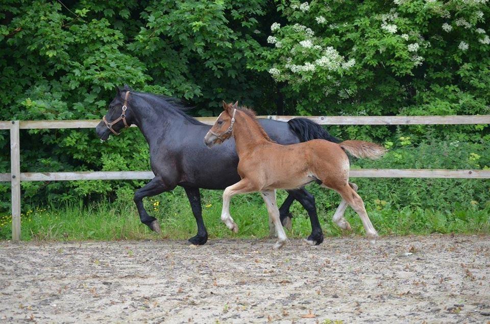 Welsh Cob (sec D) Møllegydens Brego billede 15