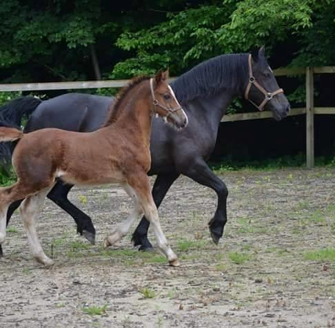 Welsh Cob (sec D) Møllegydens Brego billede 16