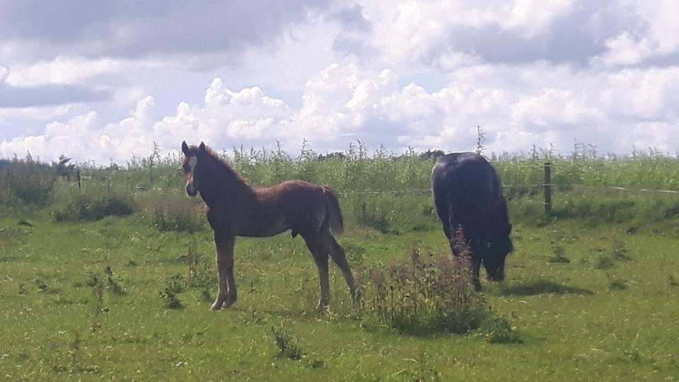 Welsh Cob (sec D) Møllegydens Brego billede 17