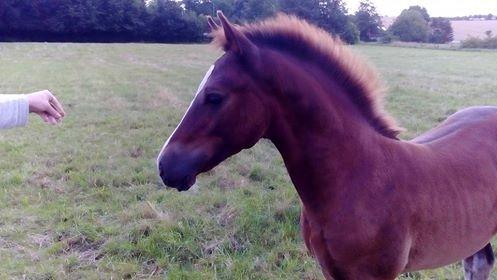 Welsh Cob (sec D) Møllegydens Brego billede 18