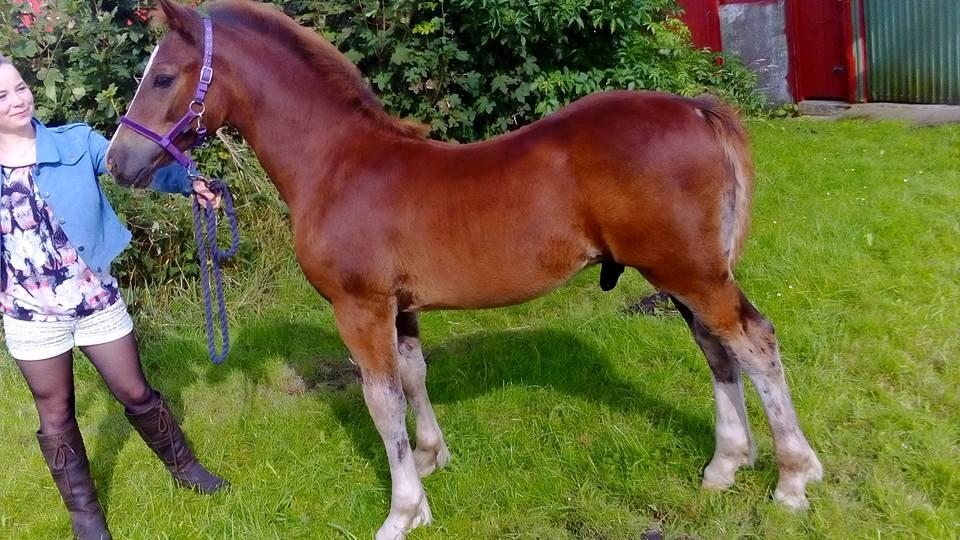 Welsh Cob (sec D) Møllegydens Brego billede 19