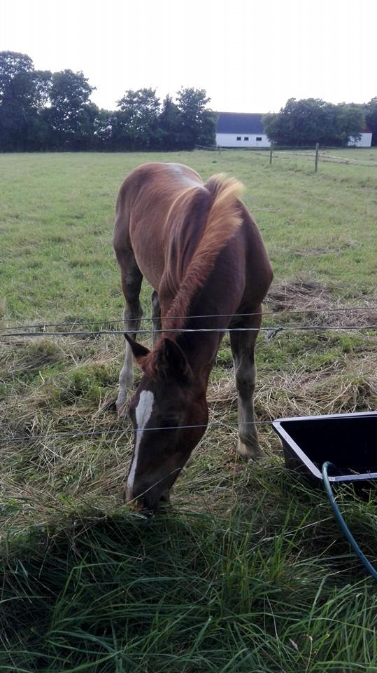 Welsh Cob (sec D) Møllegydens Brego billede 20