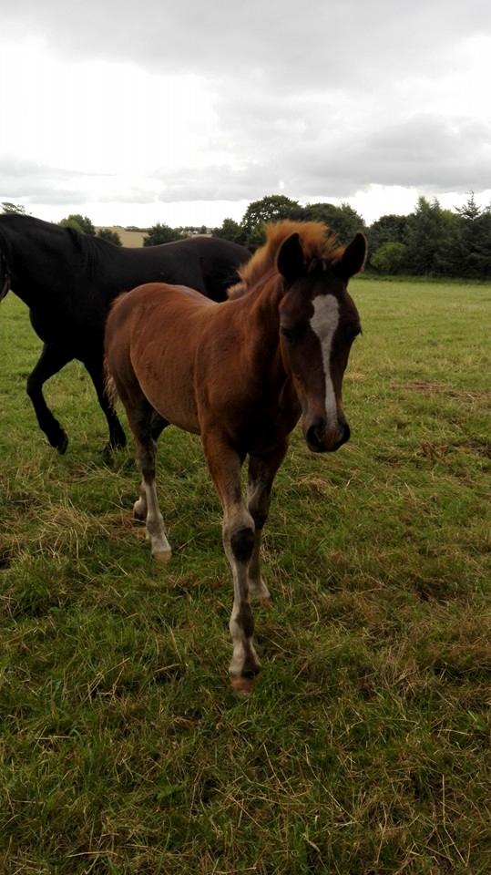 Welsh Cob (sec D) Møllegydens Brego billede 21