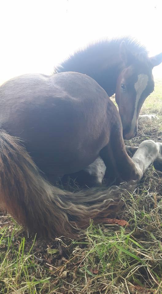 Welsh Cob (sec D) Møllegydens Brego billede 22