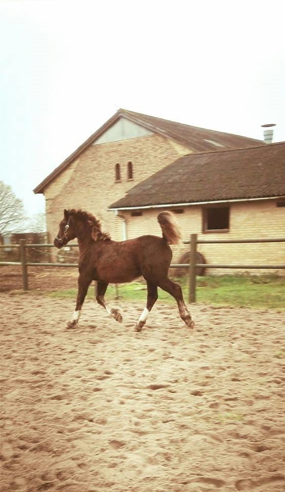 Welsh Cob (sec D) Møllegydens Brego billede 23