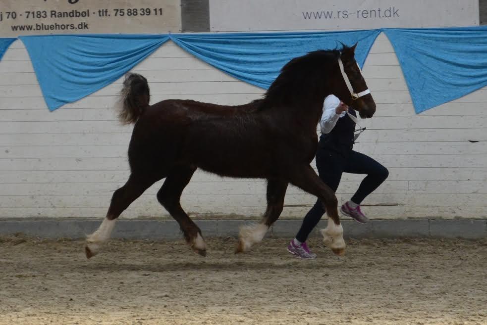 Welsh Cob (sec D) Møllegydens Brego billede 24